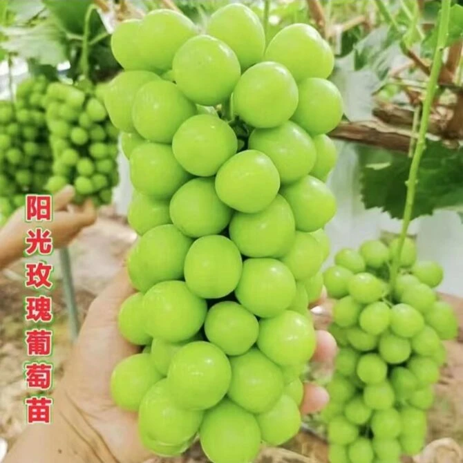 【养死补发】8年大苗阳光玫瑰萄葡萄树苗当年结果南方北方盆栽地栽