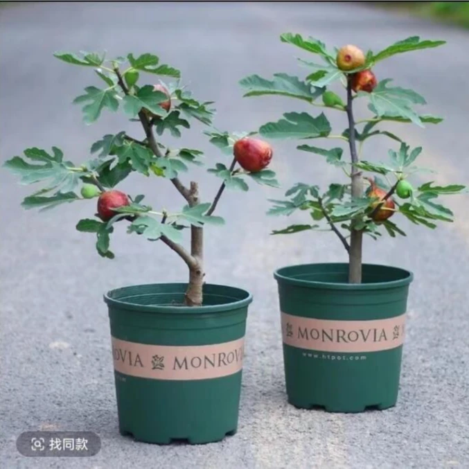 无花果苗盆栽果树苗波姬红巴劳耐格莱斯紫色波尔多BNR丰产黄香槟