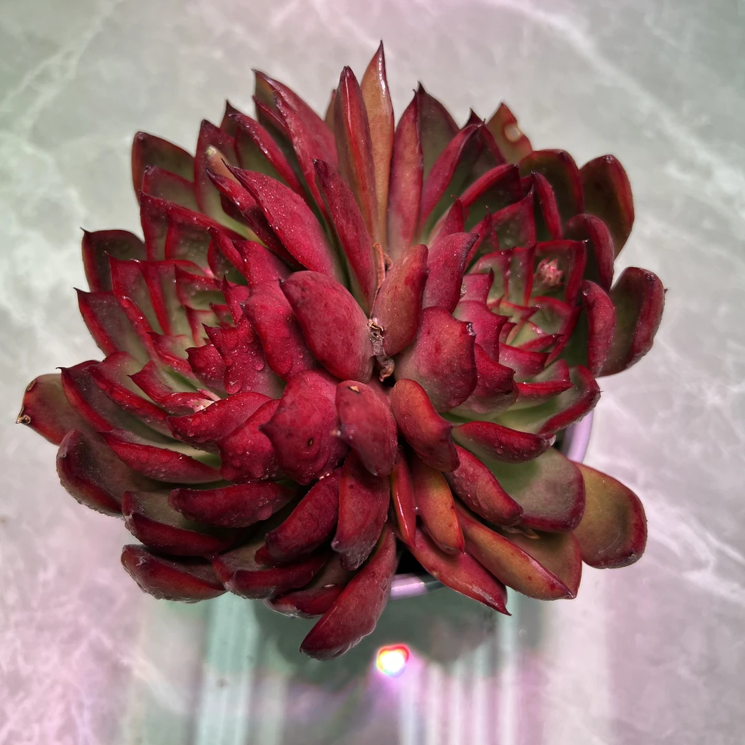 红酒东云 好看好养 多肉植物