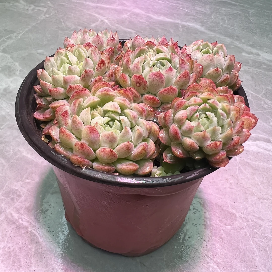 羊脂球 好看好养 多肉植物