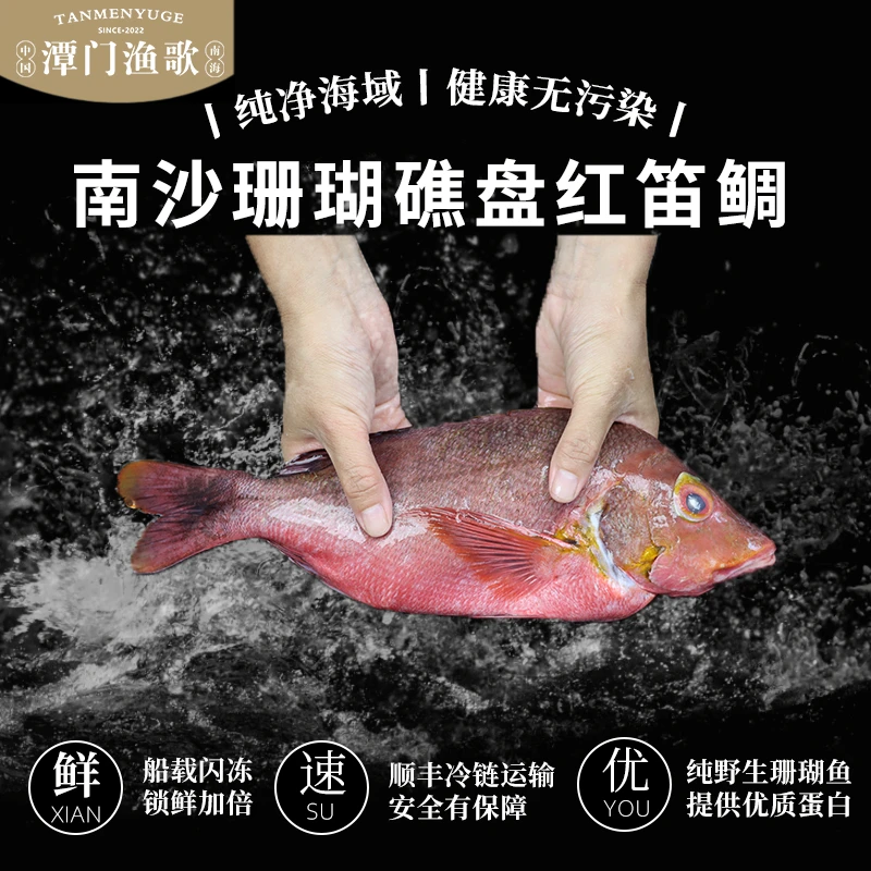 【潭门渔歌】南沙鸿运之喜庆红鲷红笛鲷珊瑚鱼2斤装红鳍笛鲷冷冻
