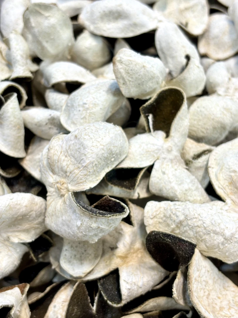 （未改价，勿拍）新皮青皮头采青-老陈皮