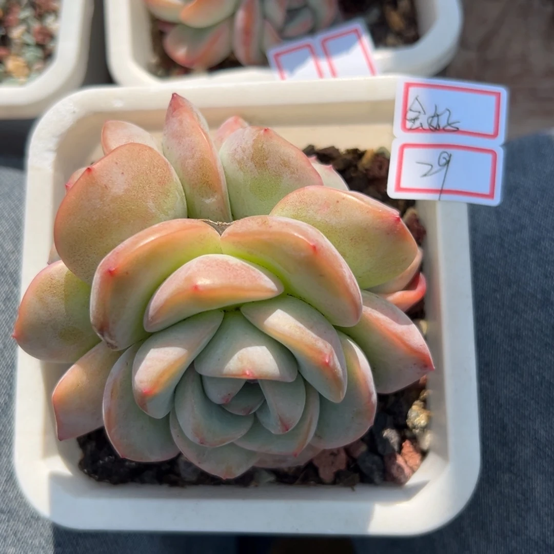 会***早11111111111111111111