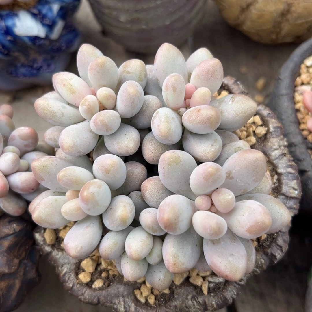 粉色恋人群生五头