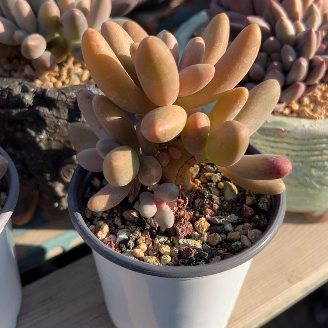 糖果美人小树1111111111111