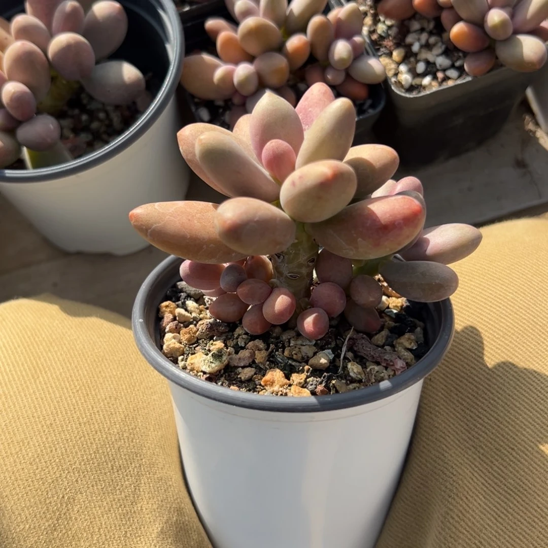 糖果小树11111111111111