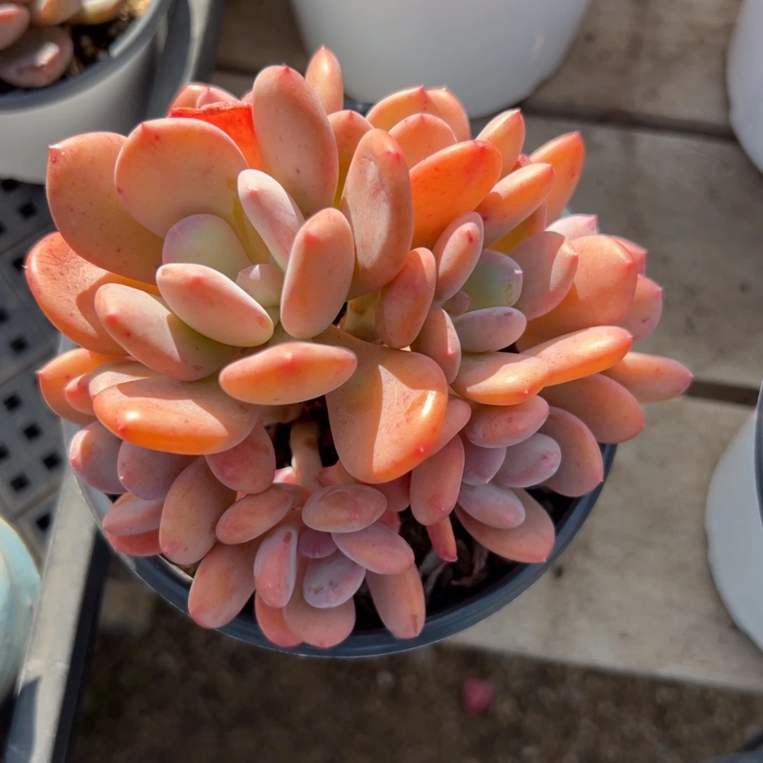 灰姑娘11111111111111