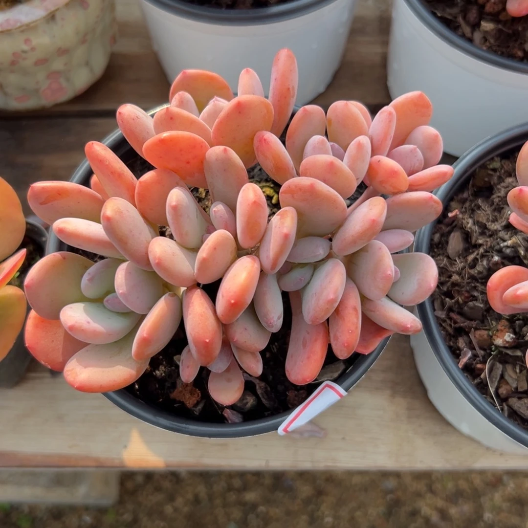 灰姑娘11111111111