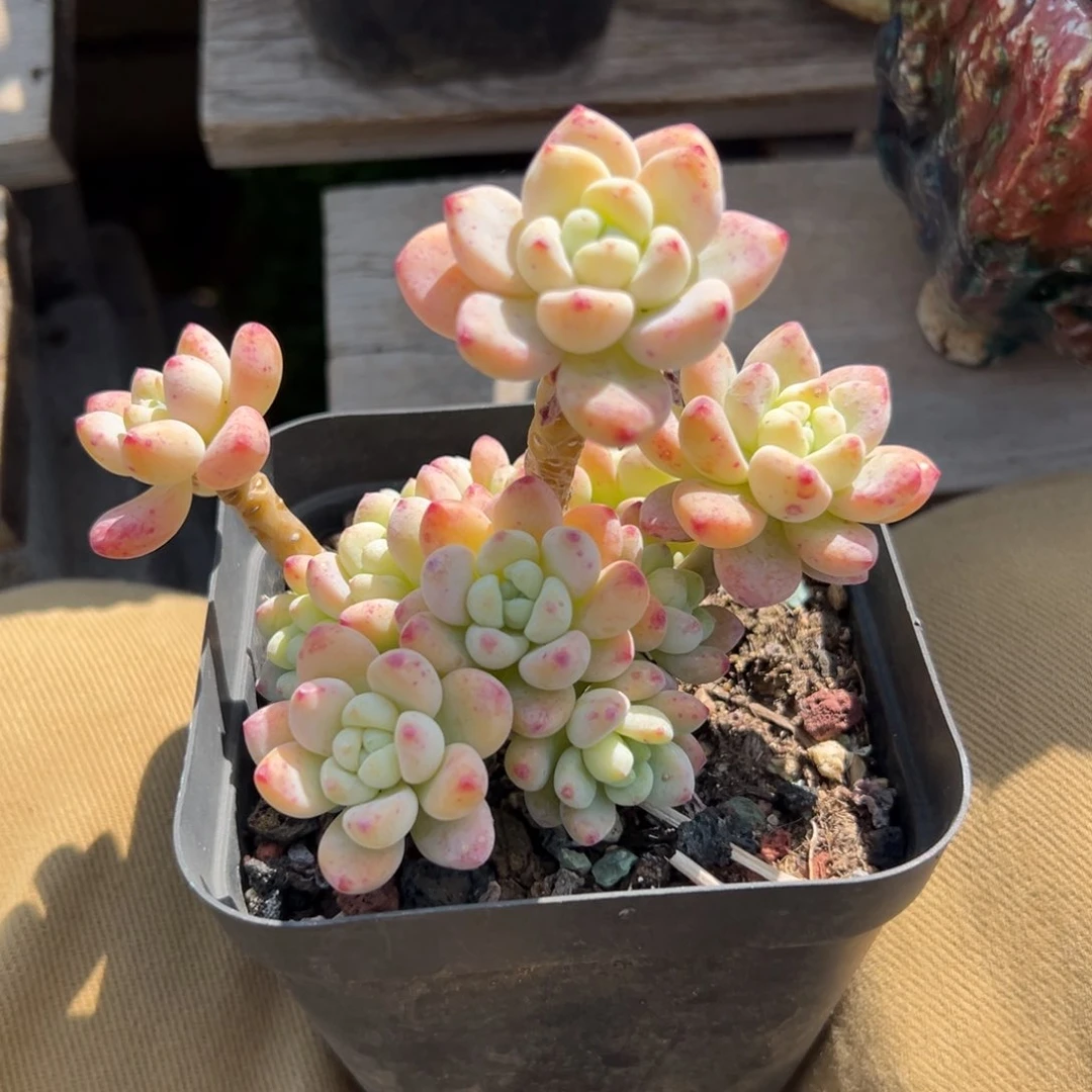 劳尔111111111111111