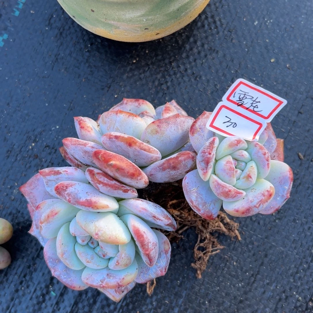 三头星影1111111111111