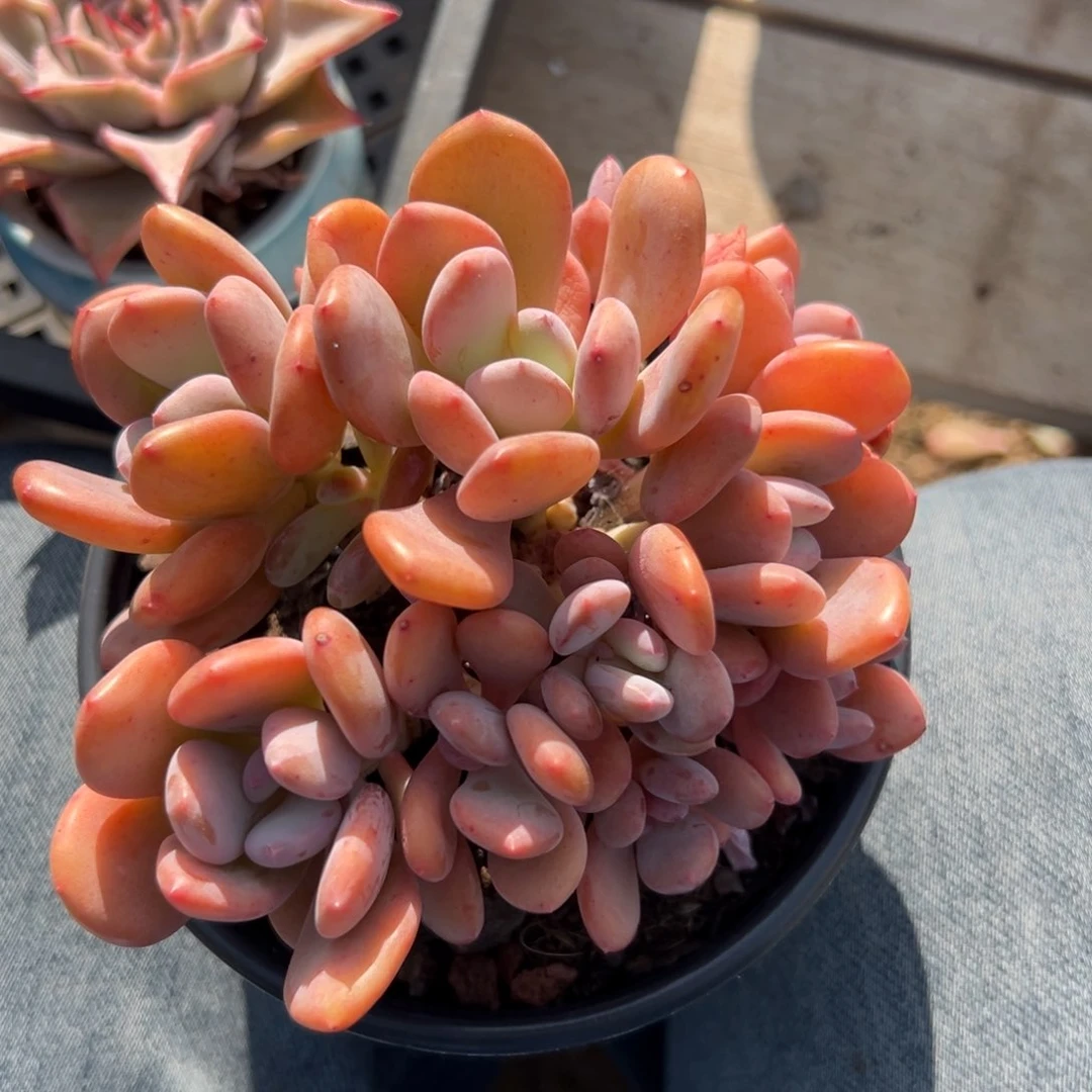 灰姑娘1111111111111