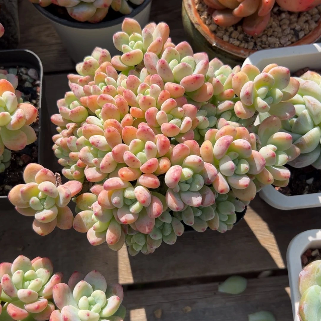 劳尔111111111111111