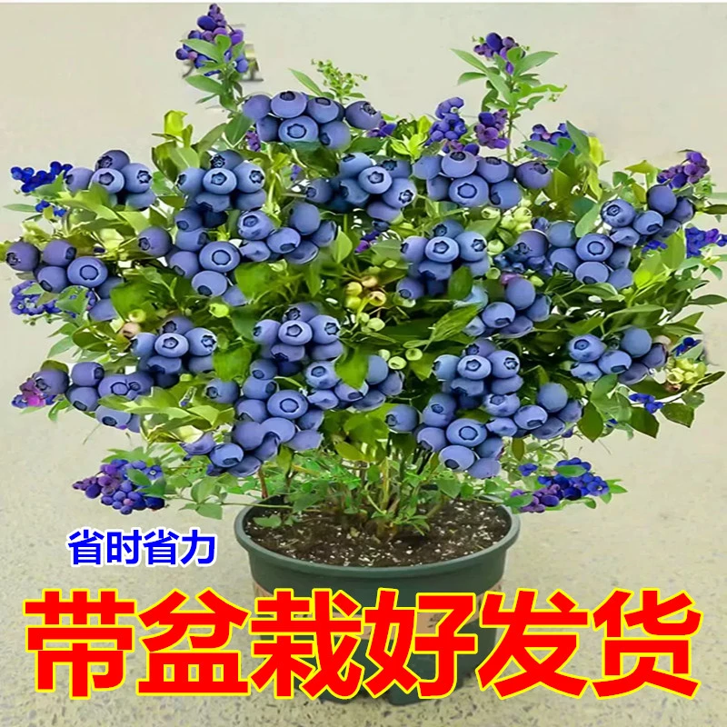 特大蓝莓树果苗带果发大果蓝莓树苗南方北方盆栽地栽四季种植果树