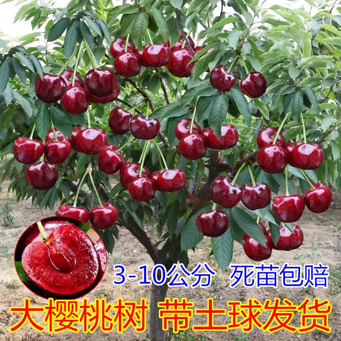 车厘子树苗特大樱桃树苗南北方种植庭院果树矮化樱桃苗树当年结果