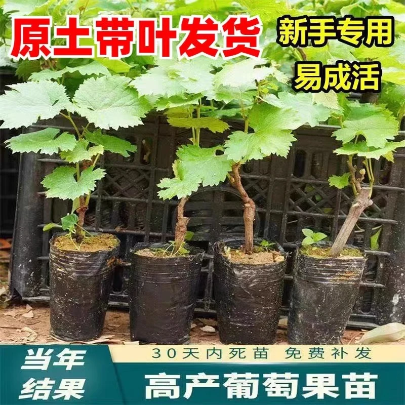 葡萄树苖阳光玫瑰巨峰盆栽地栽庭院爬藤南方北方四季种植葡萄杯苗