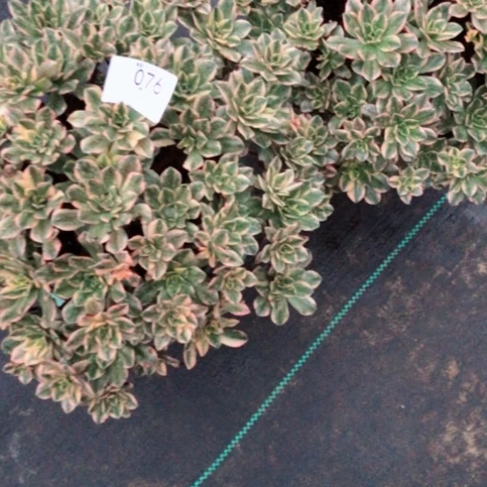 迪***猬两颗甜茶——————————76