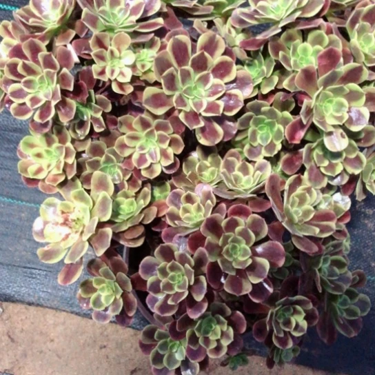 ?****࿐三颗68号————————