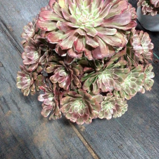 白*?水彩画20号————————