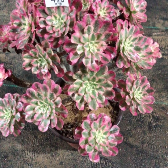 双493———————————