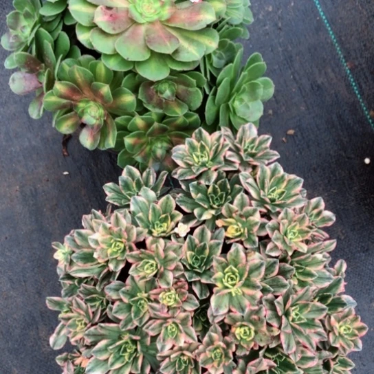 圈*167两颗—————-