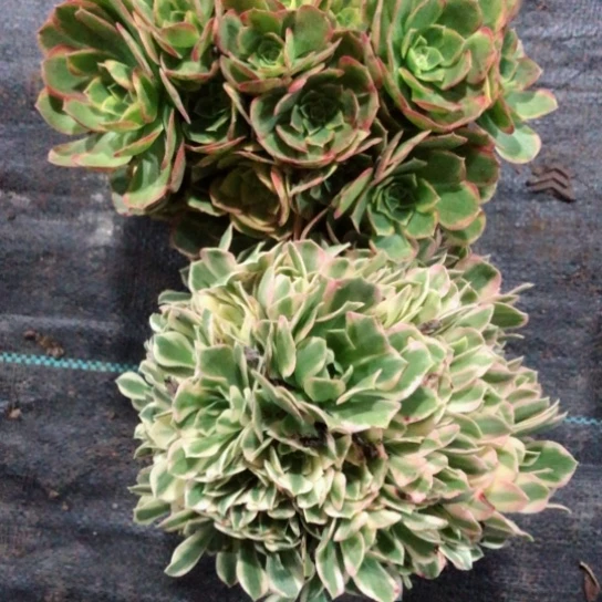 132—————————————