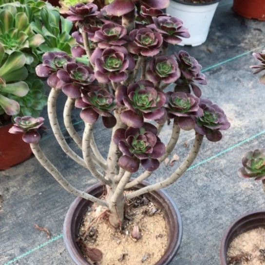 飘*067———————————-