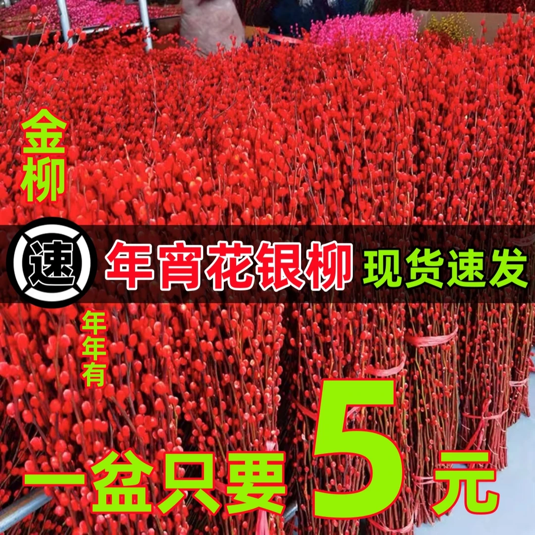 混色红色招财银柳干花真花鲜枝耐寒年宵水培花卉室内客厅摆放装饰