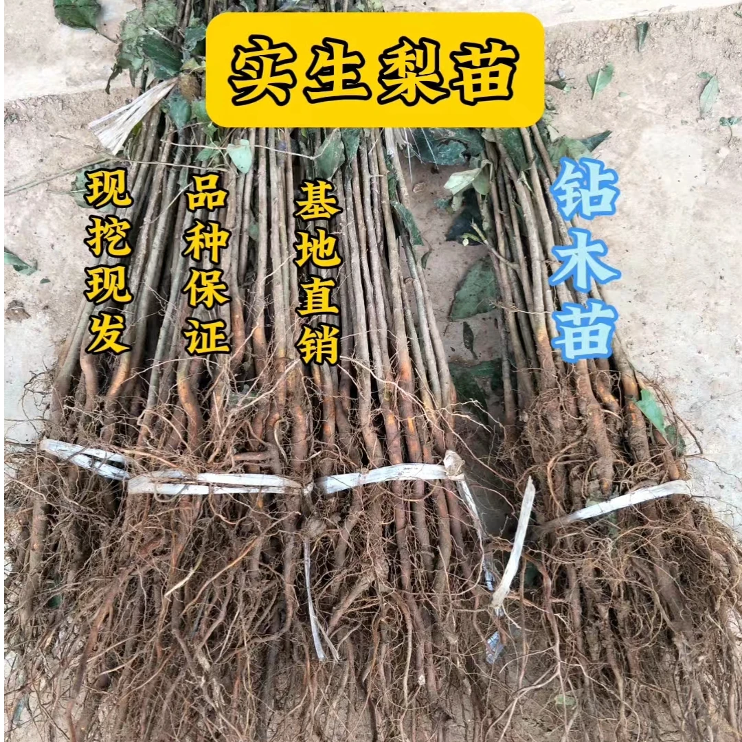 正品梨树苗实生梨子苗杜梨苗嫁接用的钻木苗四川发货种植苗木梨树