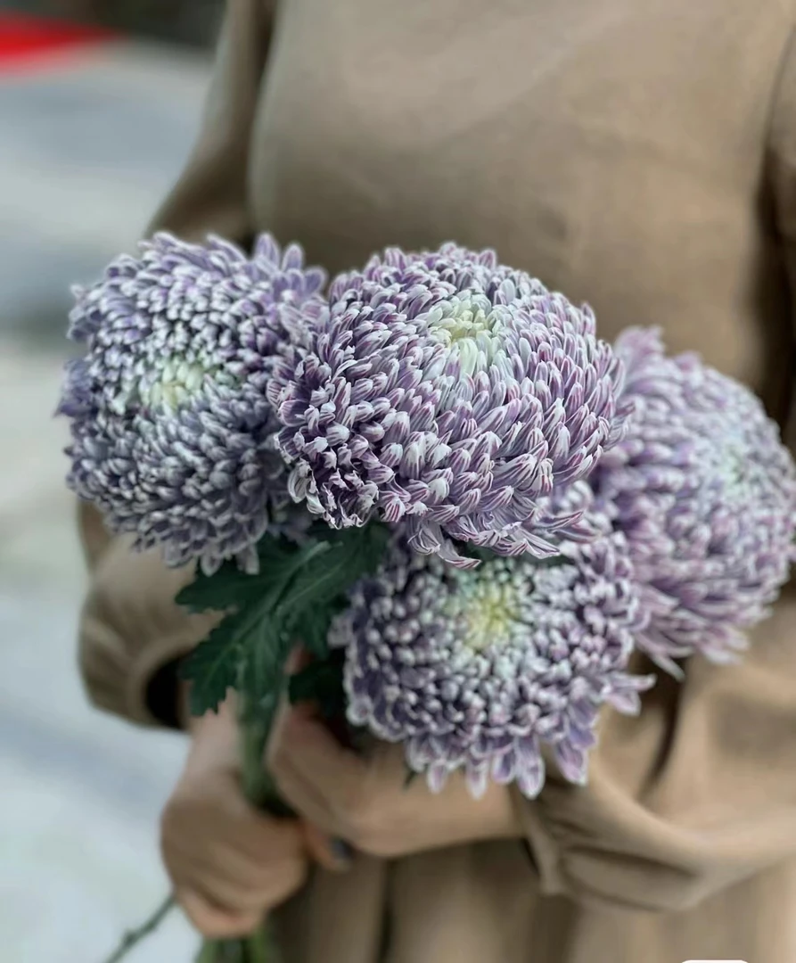【思芹花卉丨葡萄紫富贵牡丹球】吸色花材牡丹菊，1单冷链，2单空运