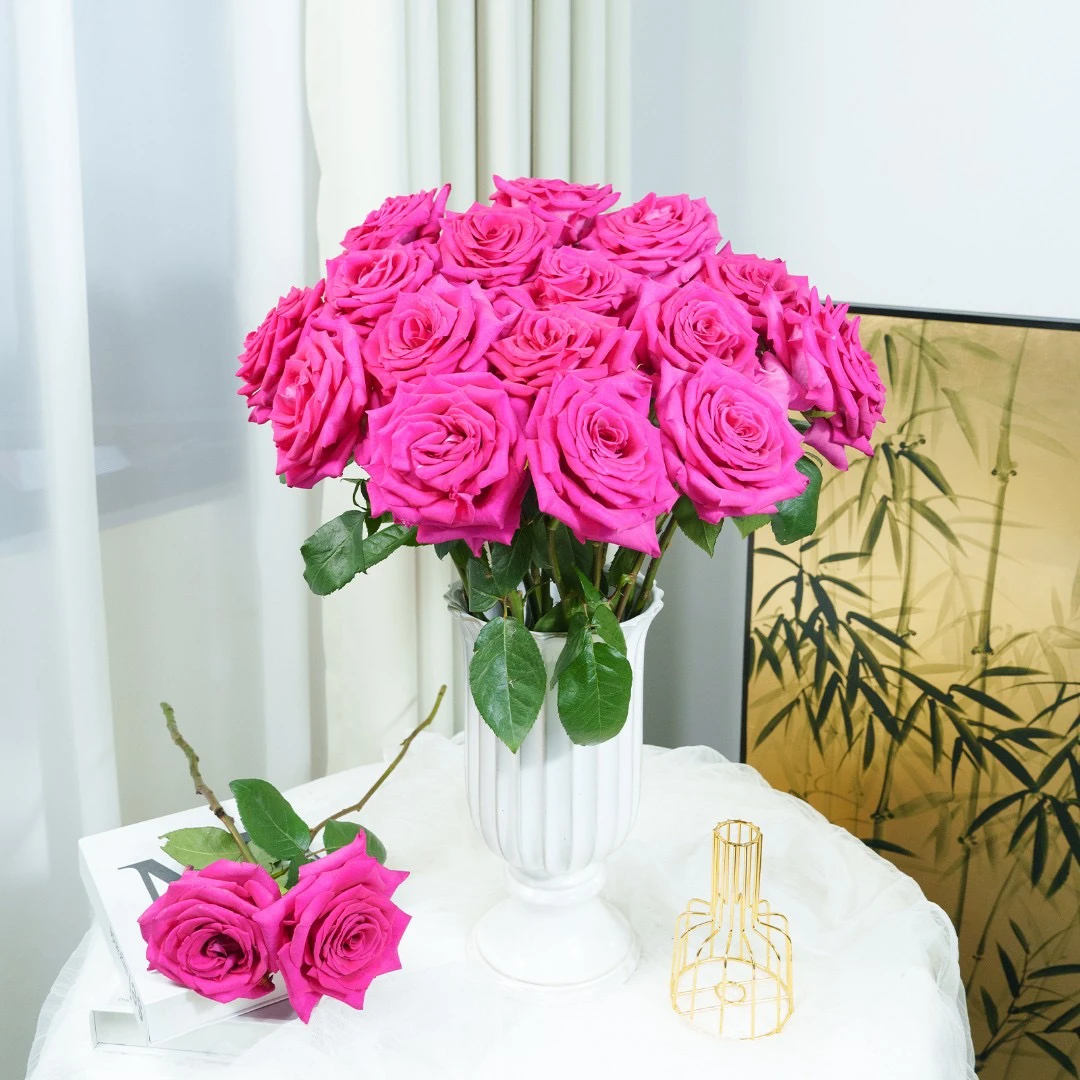 【思芹花卉|弗洛伊德-朵拉的玫瑰】艳而不俗花，1单冷链，2单空运