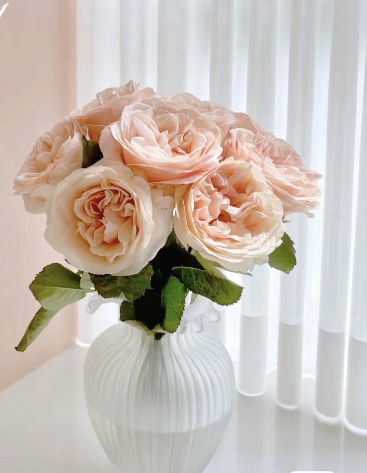 【思芹花卉|朵拉的玫瑰夏日恋情】云南基地直发，1单冷链，2单空运