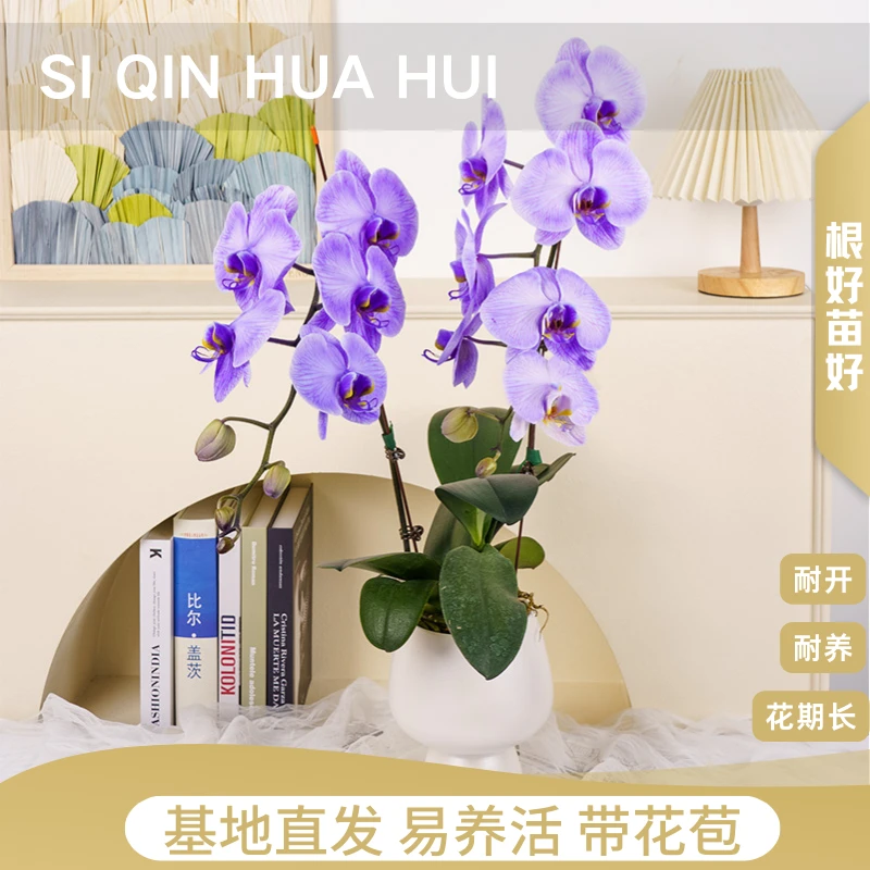 【思芹花卉|浪漫紫蝴蝶兰】稀有马卡龙蝴蝶兰盆栽，高档大白V3吸色