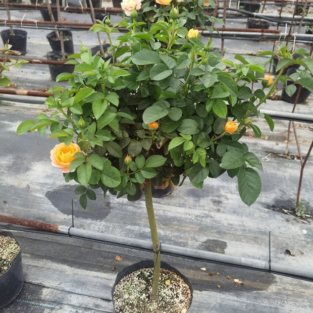 （201—300号）多季节开花棒棒糖月季一物一拍