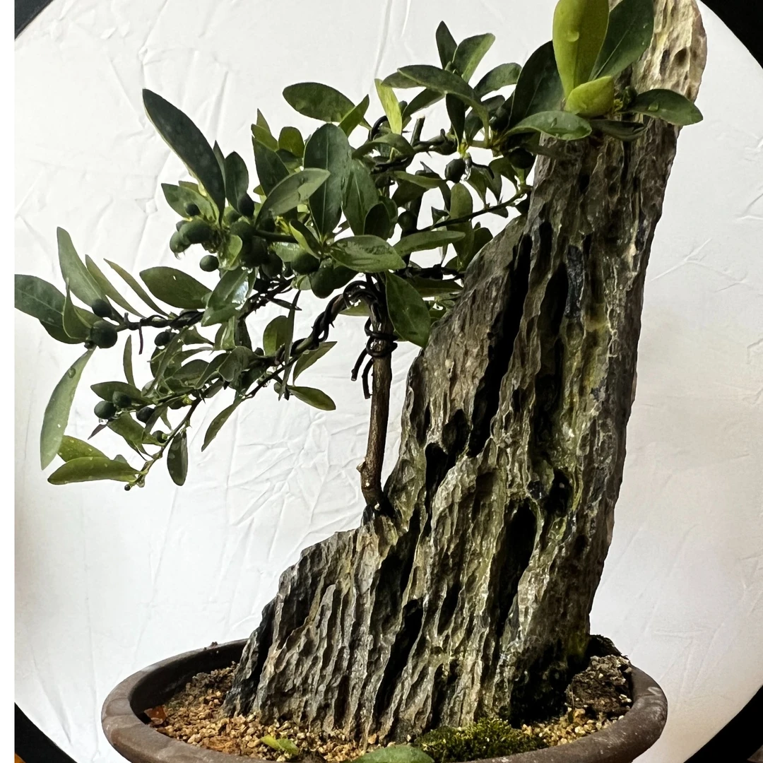 【玲霞】35-200福豆附石微型盆景一物一拍