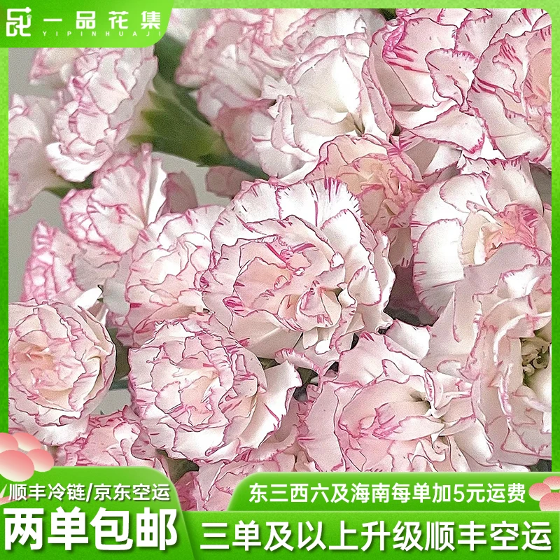 【一品花集】【婠樱】康乃馨多丁 基地优选 全场任意鲜花满两单包邮