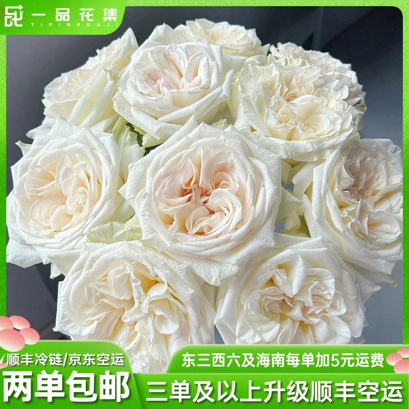 【一品花集】 白荔枝 浓香奥斯丁花型单头玫瑰 全场任意满两单包邮