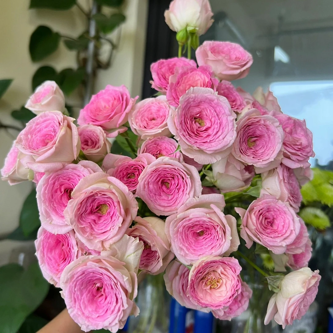 【一品花集】【查科仙子】多头玫瑰（注意：带包装醒花哦~）