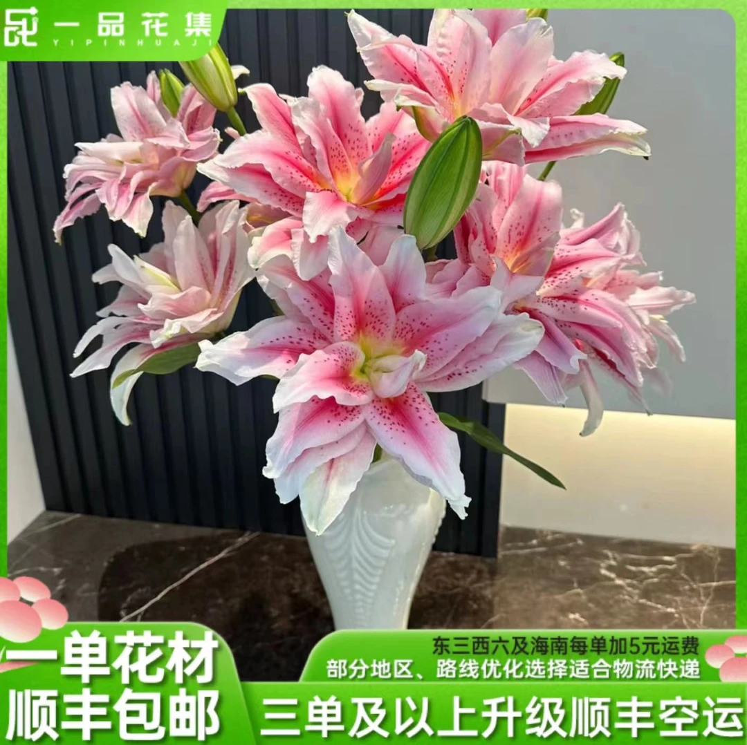 【一品花集】太平盛世 重瓣百合夏季花期长 全场任意鲜花满1单包邮