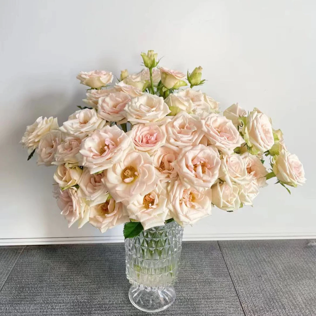 【一品花集】 【香槟】——多头玫瑰