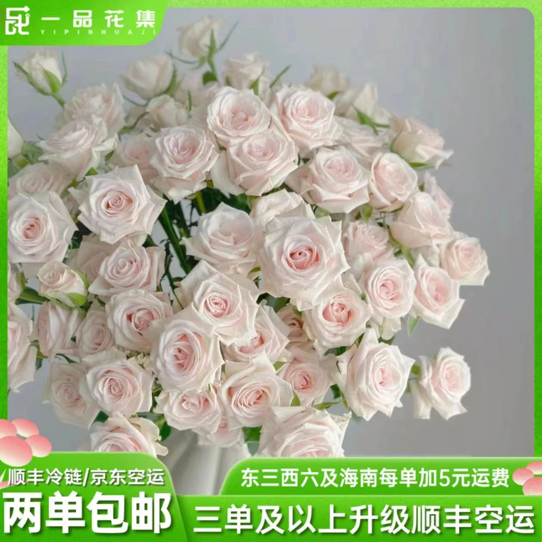 【一品花集】【皇家瓷器】多头玫瑰 鲜花 鲜切花 全场任意满1单包邮