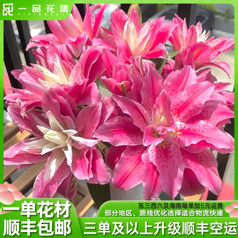 【一品花集】【玫瑰夫人】黑森林重瓣百合 稀有高端 一单顺丰包邮