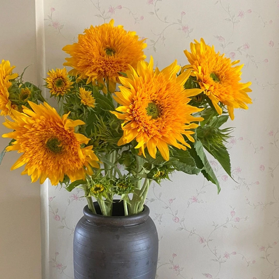 【泰迪向日葵】花期长2支一单包邮云南基地直发