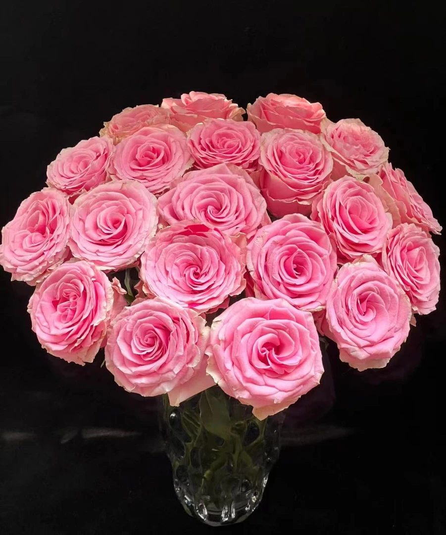 【一品花集】【甜蜜梦境】单头玫瑰 鲜花全场一单包邮