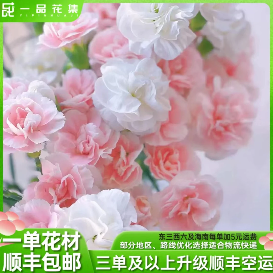 【一品花集】【太子妃+白雪公主多头康乃馨】养护现货高颜值一单包邮
