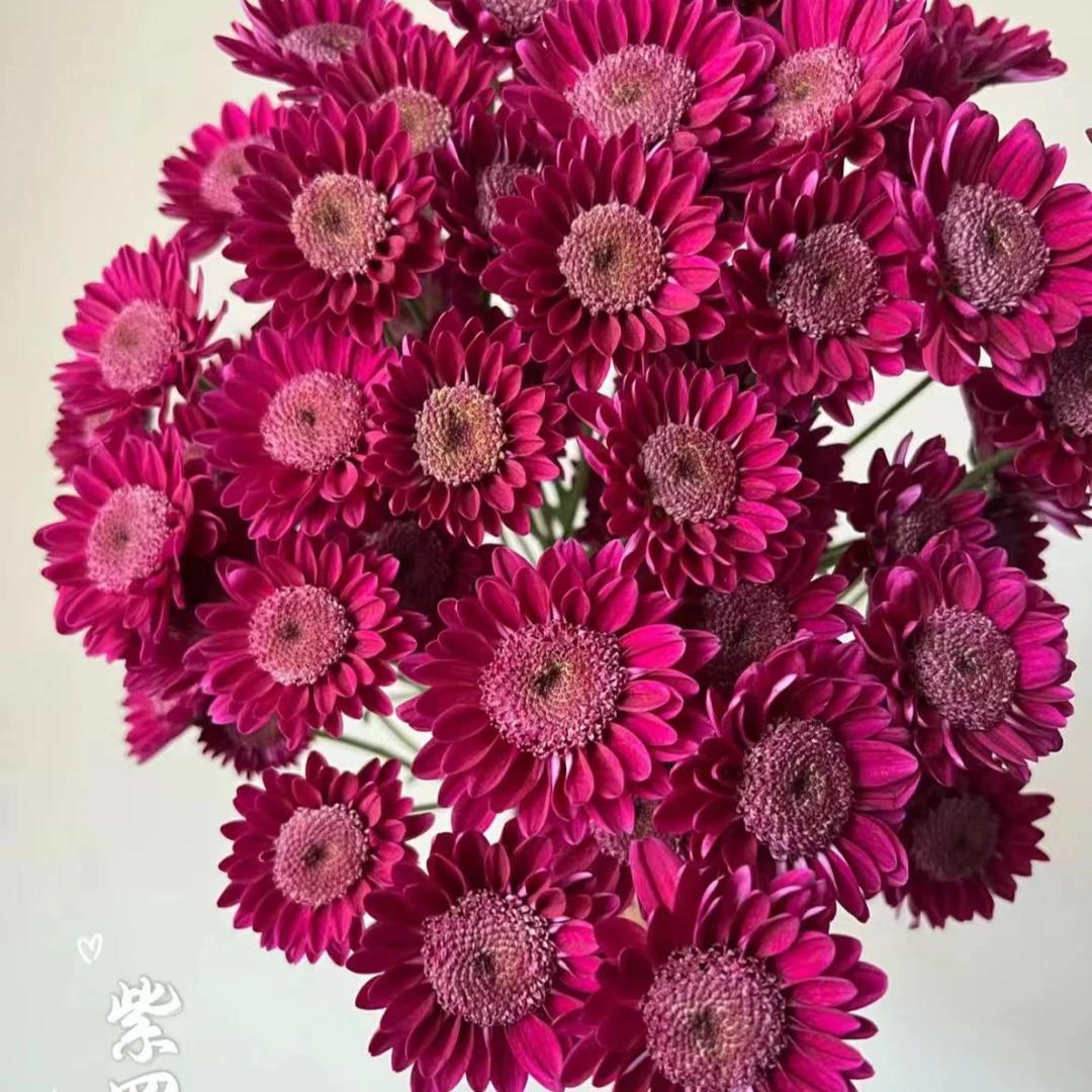 【一品花集】稀有【紫罗兰】小菊1扎全场满一单包邮