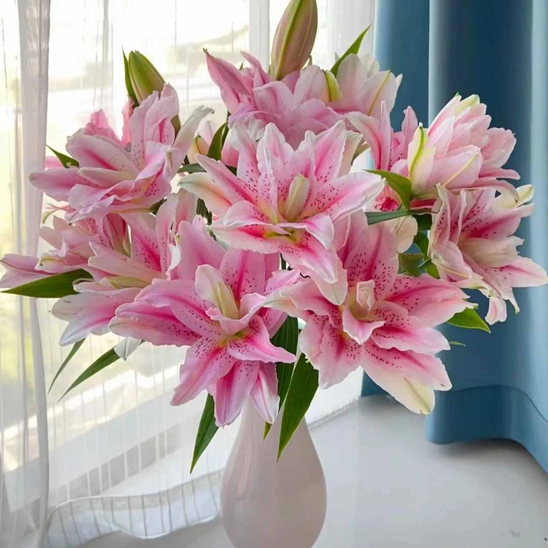 【一品花集】太平盛世 重瓣百合夏季花期长