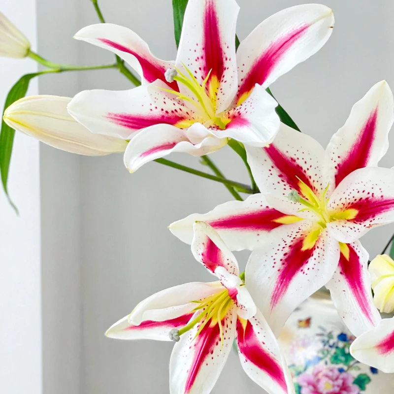【一品花集】【笑脸】多头百合秋季好养花期长任意鲜花全场满1单包邮