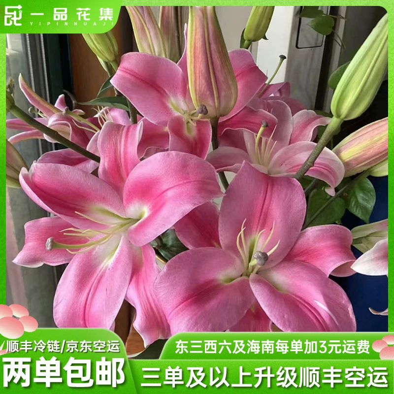 【一品花集】罗宾单辦百合基地直新鲜配送夏季好养全场满两单包邮