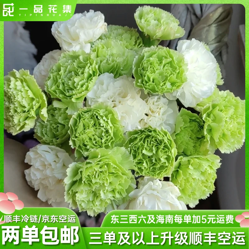 【一品花集】【薄荷冰】单头康乃馨 夏季清新色系全场任意满两单包邮