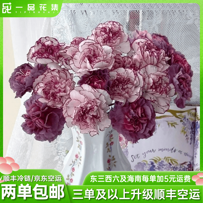 【一品花集】野马单头康乃馨+紫精灵单头康乃馨 全场任意满两单包邮